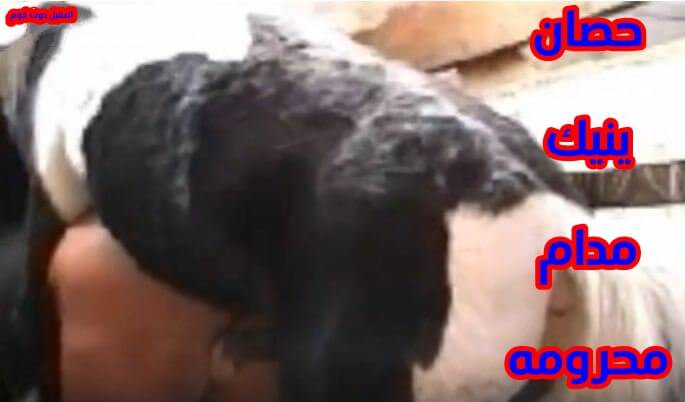 حصان ينيك بشر مدام محرومه تتناك من الحصان في الاسطبل