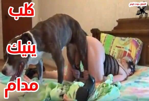 حيوانات مع بشر نيك ام من كلب سكس كلاب علي السرير