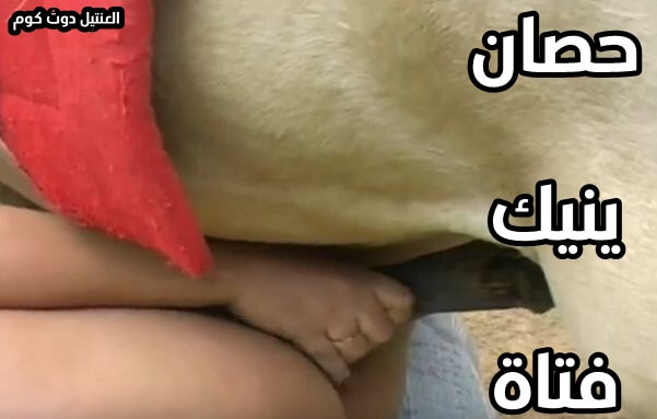 حصان ينيك فتاة ساخنه تتناك باحتراف في كسها خلفي جنس حيوانات